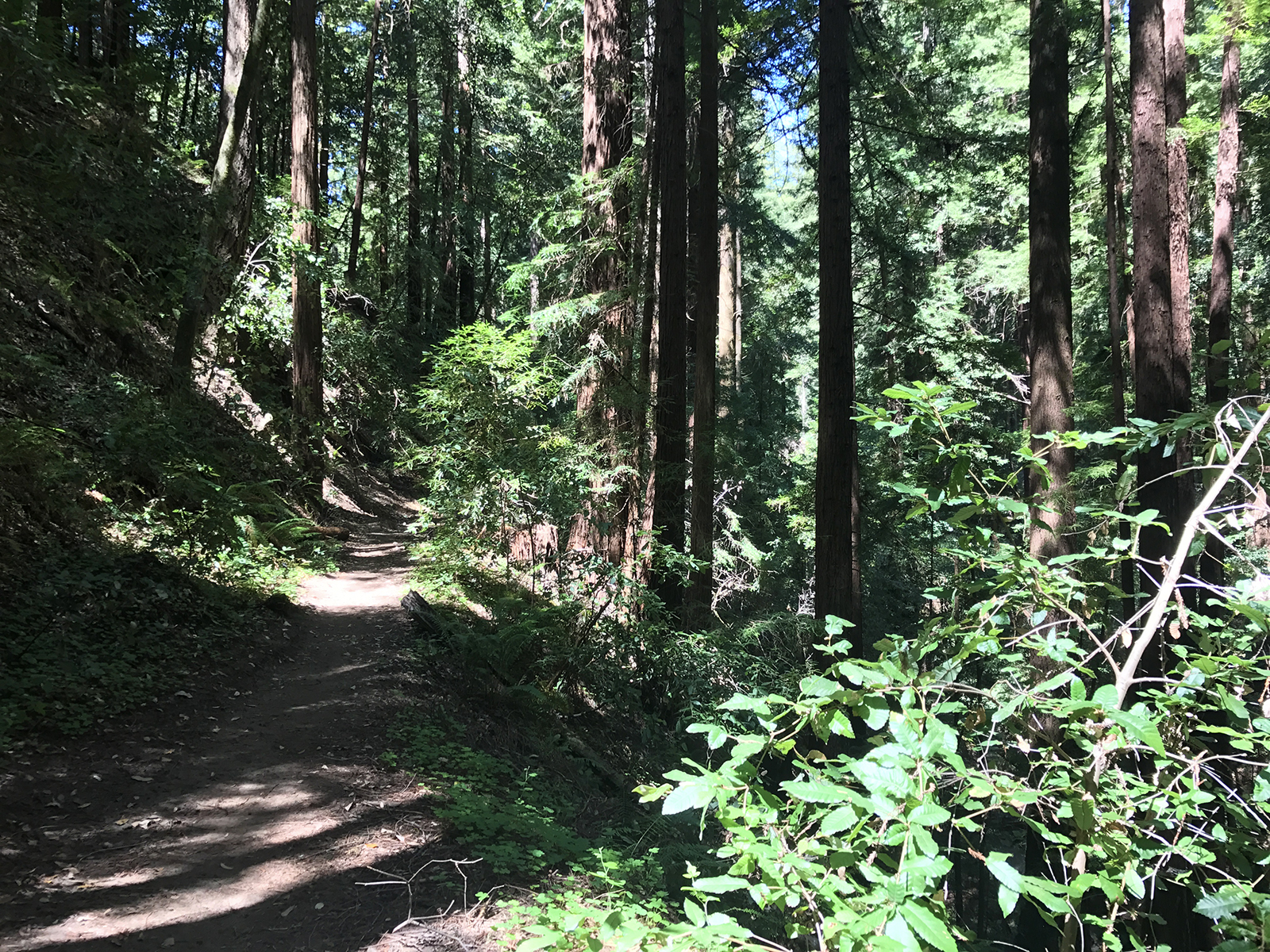 Day Trip: Hike Buddha Loop Trail Santa Cruz