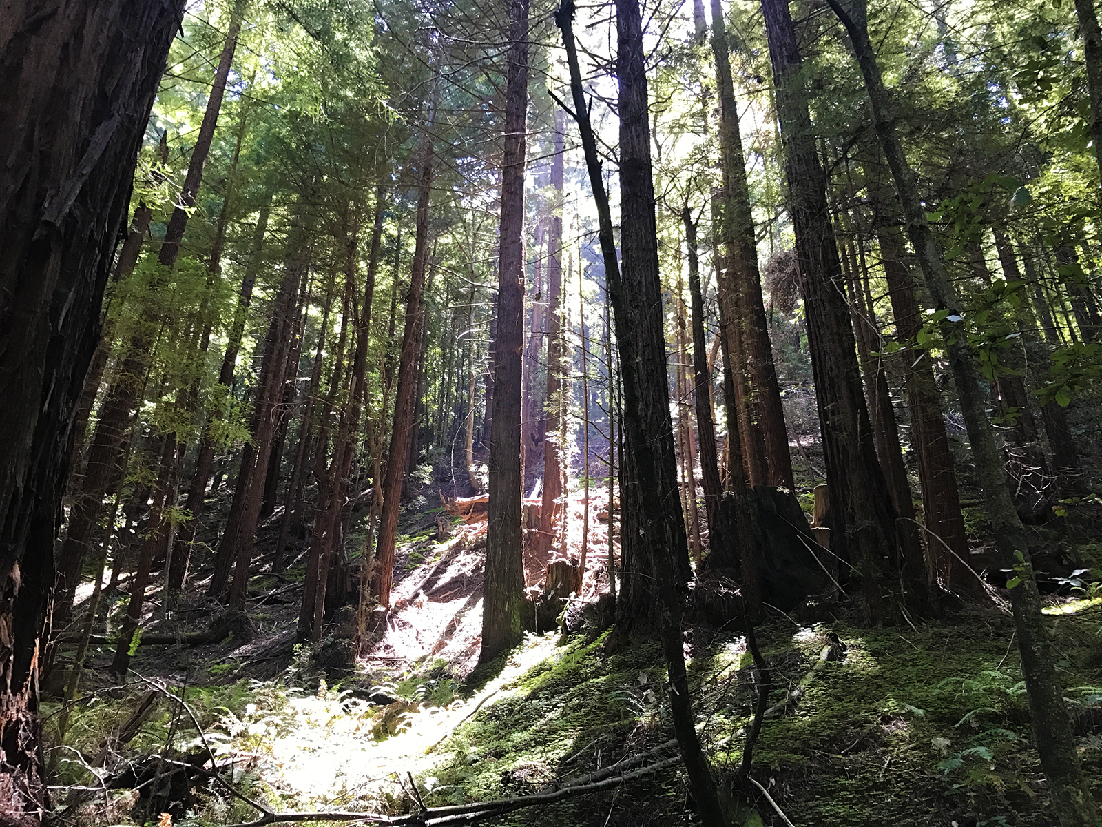 Day Trip: Hike Buddha Loop Trail Santa Cruz