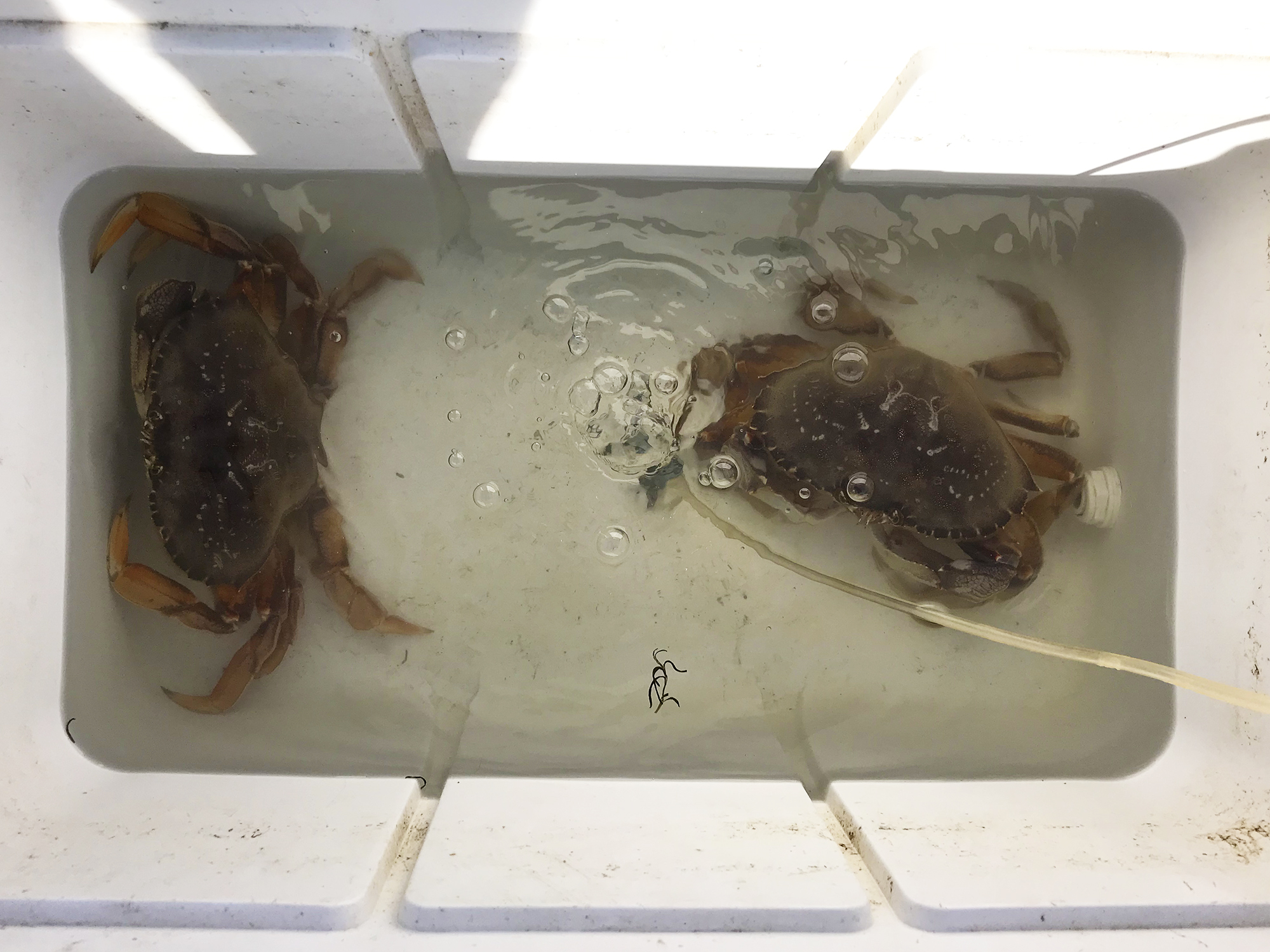 Dungeness Crabbing in Pacifica // Shikha la mode